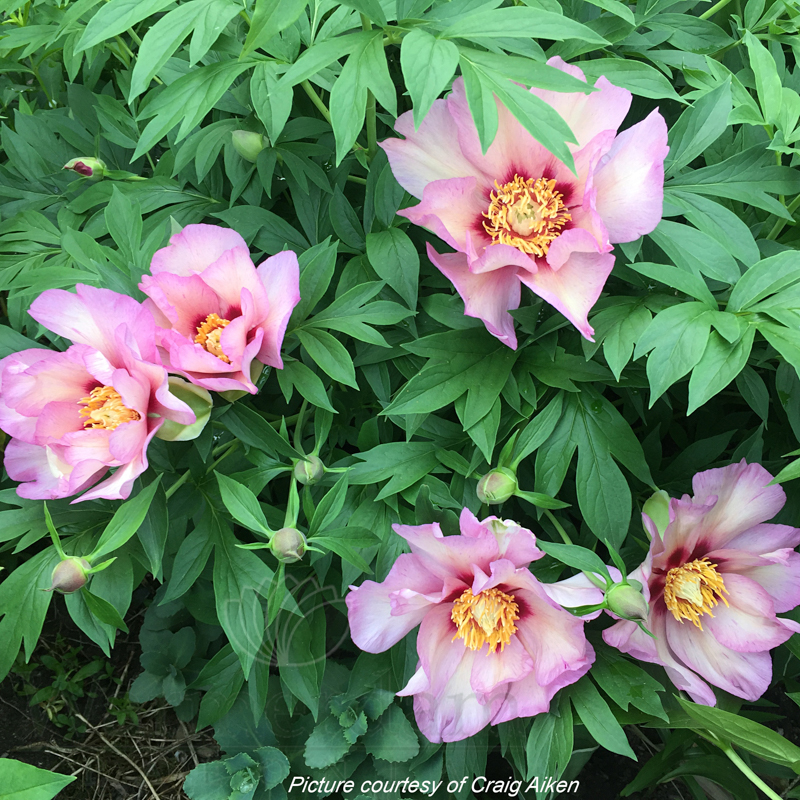 Visions of Sugar Plums | Warmerdam Paeonia